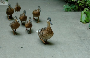 Ducks for blog